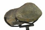 3.6" Hadrosaur (Hypacrosaur) Phalange with Metal Stand - Montana - #132005-3